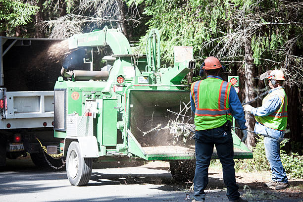 Best Tree Maintenance Programs  in USA